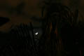 Moon through the palm trees (75mm, f/16, 30 sec)<!--CRW_1857.CRW-->